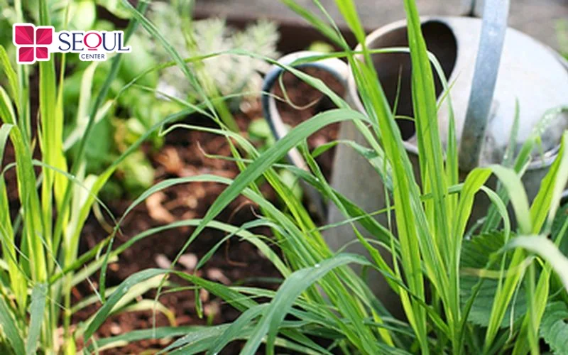Không chỉ “dọn cỏ” trên da tối ưu, lá sả còn giúp da trẻ hóa và sáng mịn