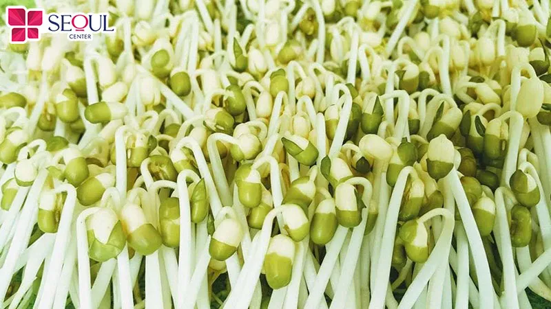 Xăm môi hoàn toàn có thể ăn giá đỗ vì thực phẩm này khá lành tính, thanh mát, mang lại nhiều lợi ích cho môi