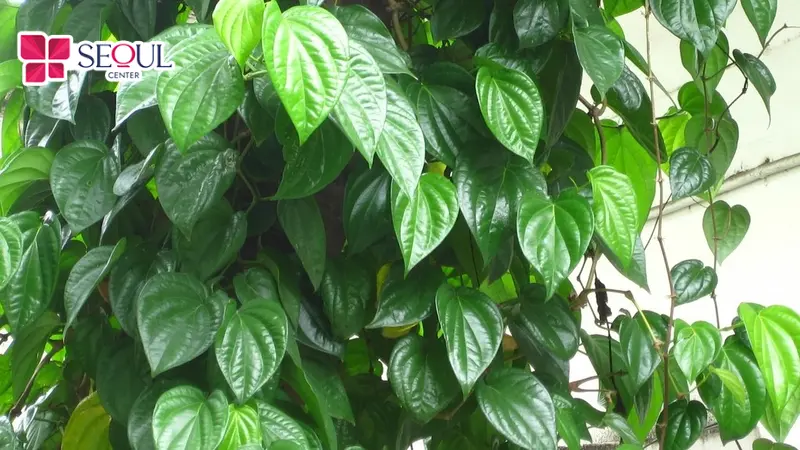 Lá trầu không chứa tinh dầu cùng đặc tính sát trùng, kháng viêm, được nhiều người sử dụng để hỗ trợ làm yếu và loại bỏ sợi lông.
