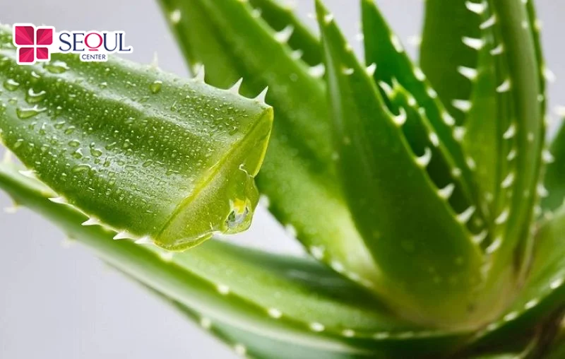 Gel nha đam chứa nhiều khoáng chất giúp làm mát và giảm châm chích cho da