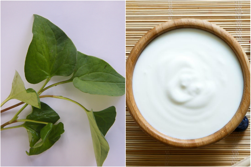 Mặt nạ diếp cá và sữa chua tăng cường sức đề kháng cho mô da