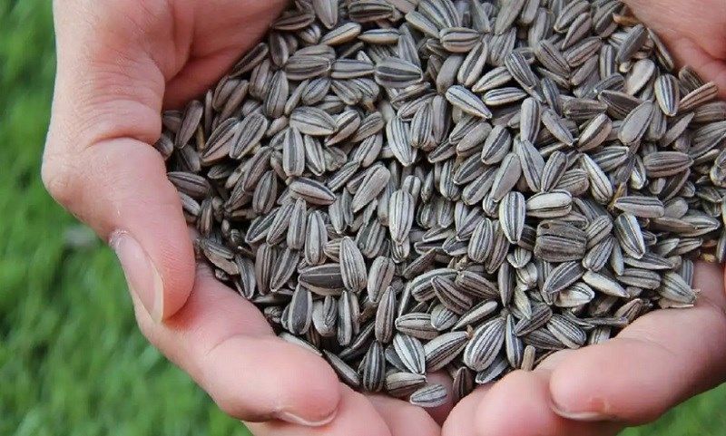 Ăn hướng dương không béo bởi hàm lượng chất béo không cao
