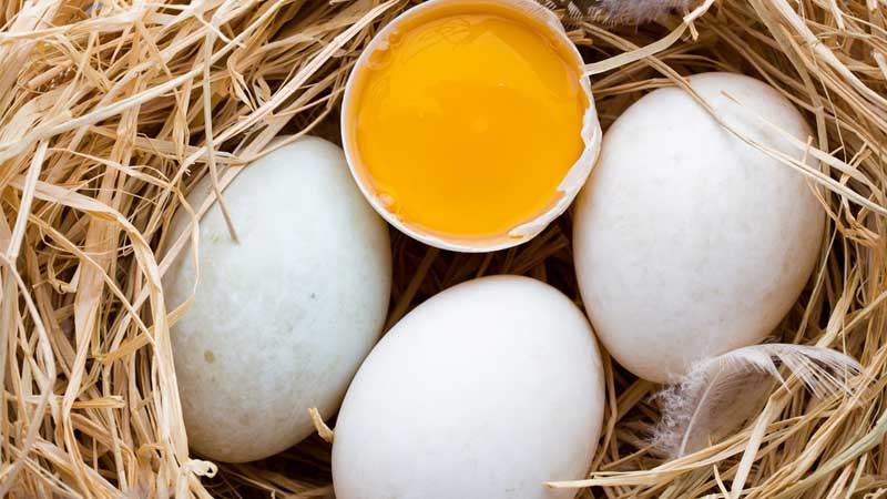 Trứng vịt có thành phần gây ra sẹo trắng loang lổ
