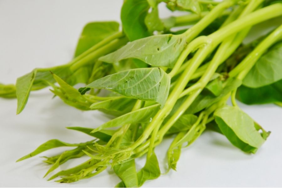 Tính chất của rau muống là gây sẹo lồi