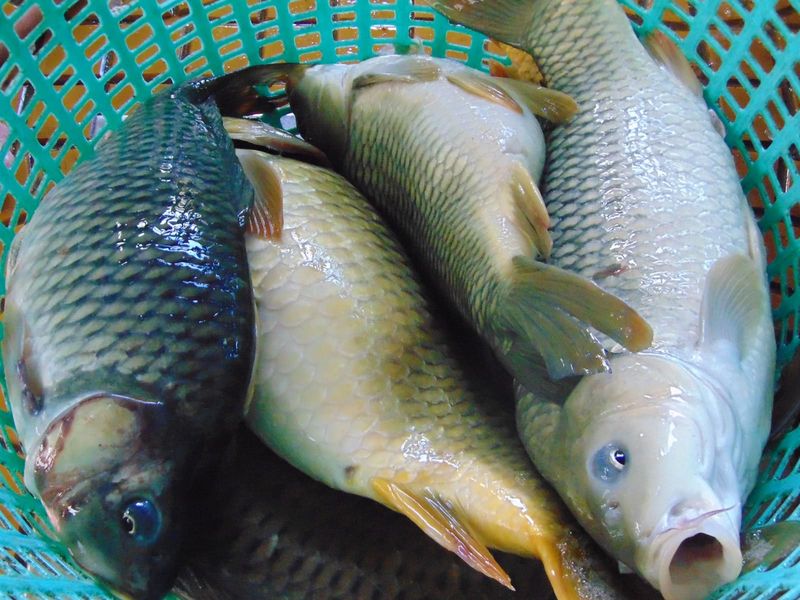 Ngay cả thực phẩm nước ngọt bạn cũng cần kiêng sau khi xăm môi