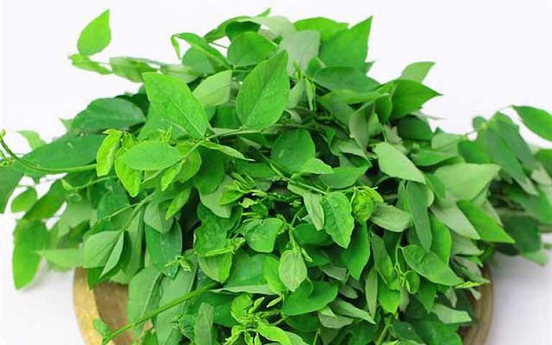 Xăm môi có được ăn rau ngót không? Một số lưu ý đặc biệt khi ăn 3 Rau ngót rất dễ trồng, lại chứa hàm lượng dinh dưỡng cao