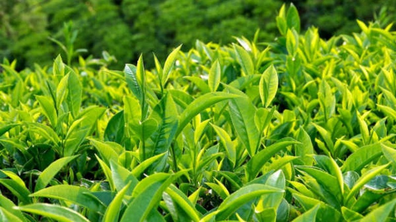 Top 20+ Bị Nổi Mụn Ngứa Ở Bộ Phận Sinh Dục Nam Mụn sinh dục ở vùng kín nam: Nguyên nhân và cách điều trị 33 Dùng Trà Xanh Trị Mụn Sinh Dục Ở Bộ Phận Sinh Dục Nam