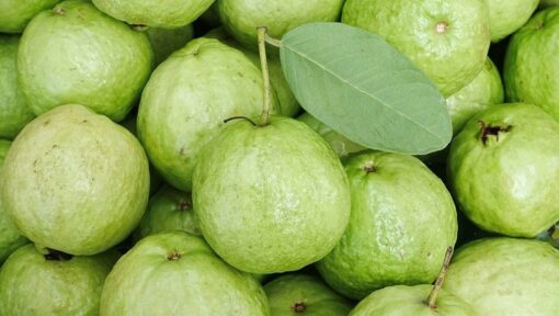 1 quả ổi chứa bao nhiêu calo? Ăn ổi có giúp giảm cân không?