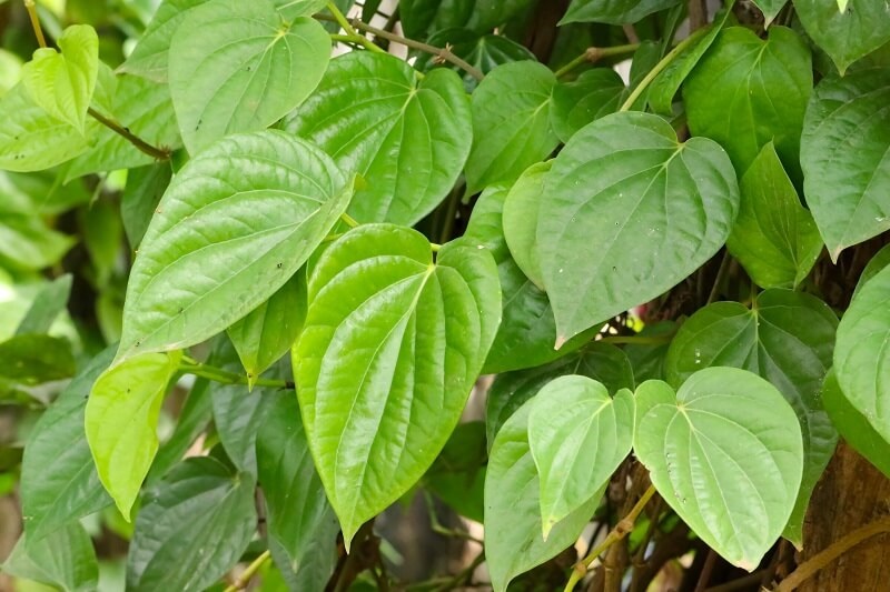 Top 20+ Cách Chữa Nám Da Mặt Bằng Lá Trầu Không Top 8 cách trị nám bằng lá trầu không tại nhà hiệu quả 44 Lá trầu không phù hợp với làn da nào?