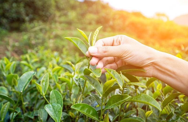 Đắp trà xanh giúp các nốt mụn chai xẹp dần