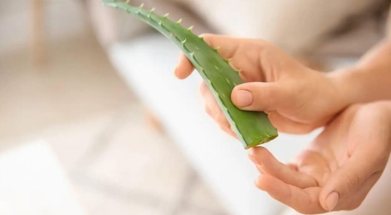 Trị nám da ở tay bằng nha đam hiệu quả, an toàn