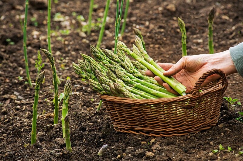 Măng tây hỗ trợ cho hệ tiêu hóa, giúp hạn chế tình trạng táo bón