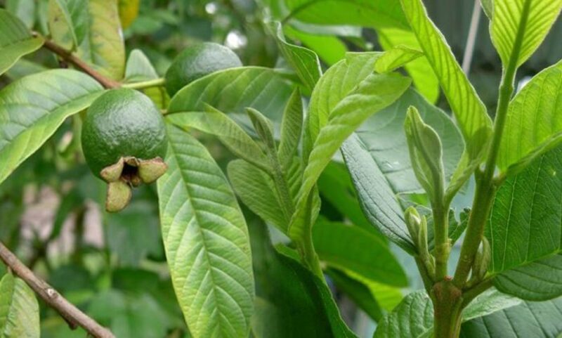Top 20+ Cách Trị Mụn Nhọt Cho Trẻ Sơ Sinh Top 20+ cách trị mụn nhọt tại nhà an toàn và hiệu quả nhất 83 Dù ít phổ biến những lá ổi cũng có khả năng diệt khuẩn gây mụn nhọt