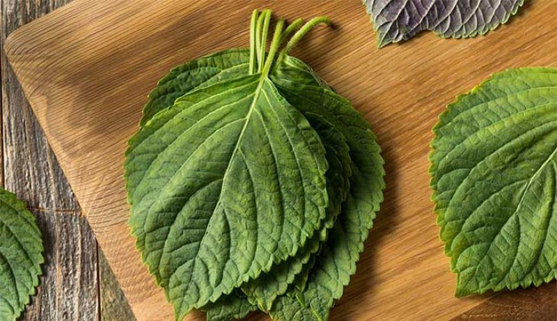 Trị da mặt đột nhiên nổi nhiều mụn bằng lá tía tô