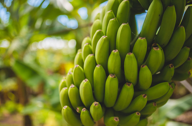 Bananen enthalten natürliche Säuren, die Akne glätten können