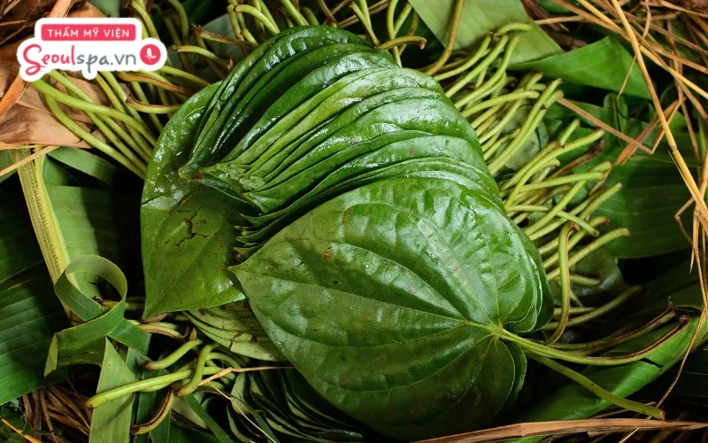 Lá trầu không là nguyên liệu thiên nhiên có đặc tính kháng khuẩn và giảm nguy cơ viêm nang lông hiệu quả
