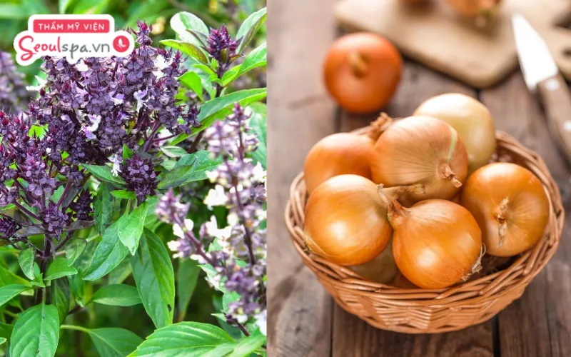 Kết hợp hành tây và húng quế là công thức triệt lông bằng thảo dược an toàn, không gây hại da