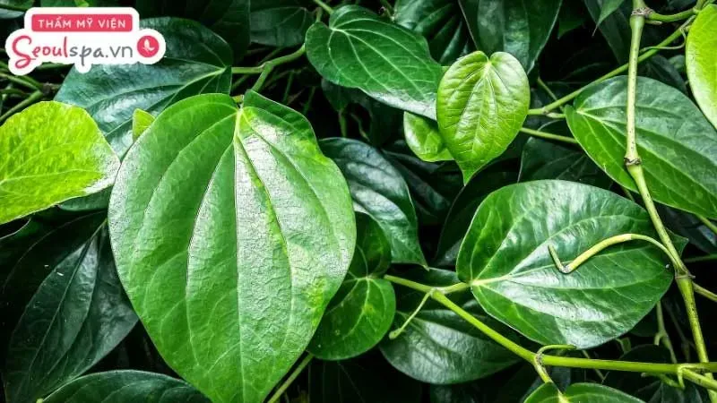 Sử dụng lá trầu không được cho là cách tẩy lông tại nhà hiệu quả với khả năng làm mềm sợi lông nhanh chóng