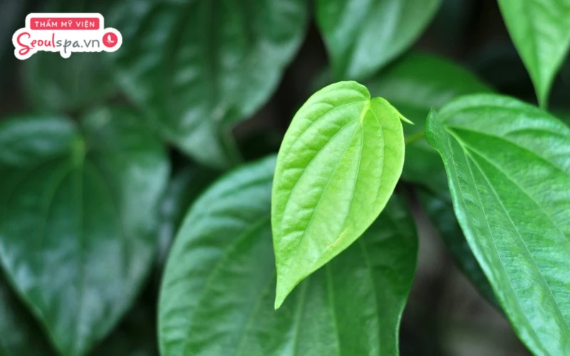 Tẩy lông chân bằng lá trầu không giúp gia tăng khả năng kháng khuẩn và hỗ trợ làm rụng lông hiệu quả