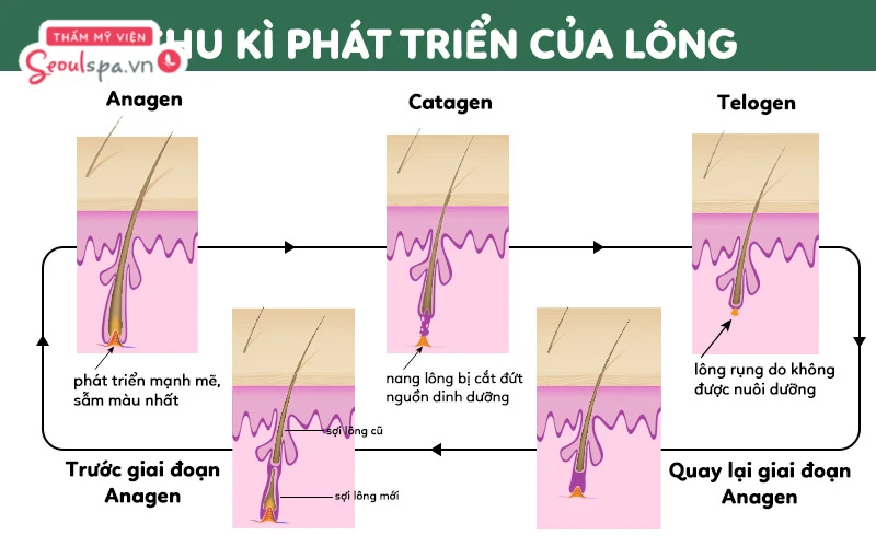 Với cơ chế tự phục hồi của cơ thể, lông sẽ nhanh chóng mọc lại đúng chu kỳ sau khi cạo