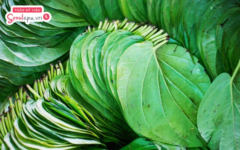 Nước lá trầu không đun sôi có khả năng làm mềm sợi lông từ đó khiến lông dễ rụng khỏi bề mặt da nếu kiên trì thực hiện