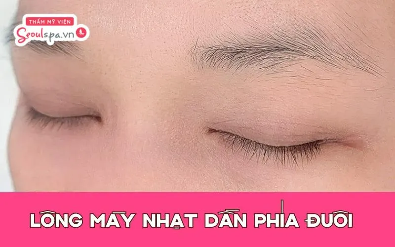 Chân mày nhạt dần về phía đuôi là dáng chân mày có phần đầu đậm và nhạt dần về phía đuôi
