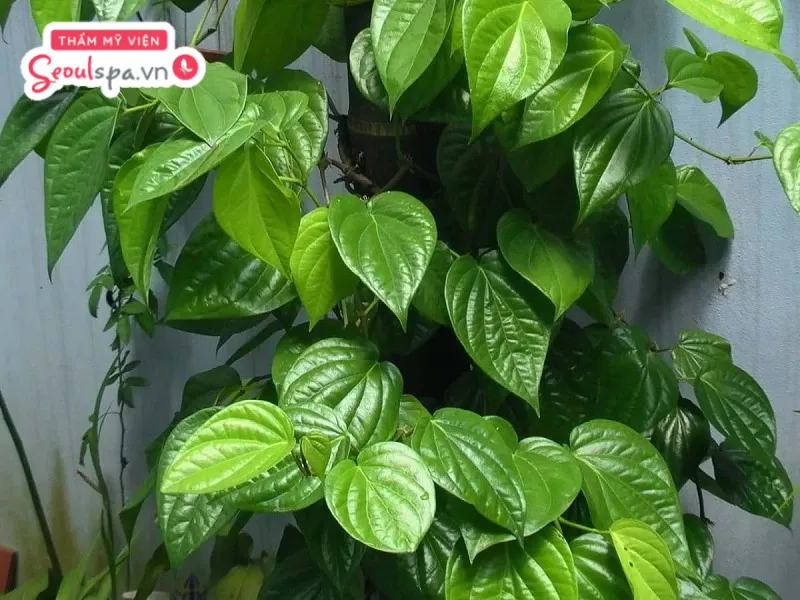 Lá trầu không có tác dụng sát trùng, kháng khuẩn do chứa tinh dầu cao