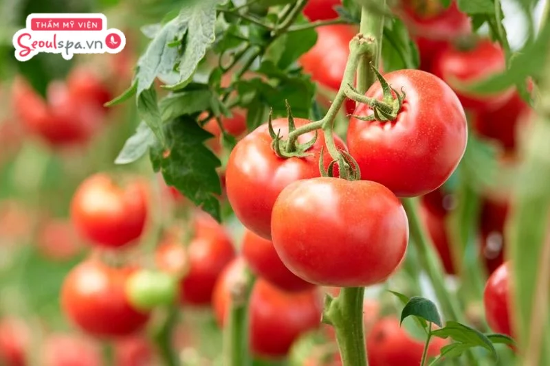 Trong cà chua chứa nhiều Lycopene - một chất chống oxy hóa giúp cải thiện độ sáng mịn của da sau khi tẩy lông. 