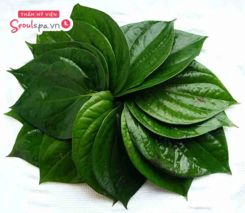 Tinh dầu trong lá trầu không có khả năng sát khuẩn và ức chế nang lông.