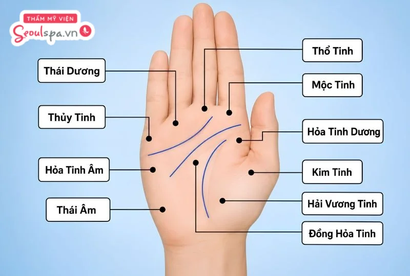 Nốt ruồi trên những gò trong lòng bàn tay, thường được nhiều người quan tâm khi tìm hiểu ý nghĩa liên quan đến vận mệnh và cuộc sống. 