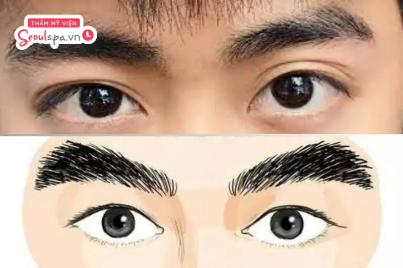 Chân mày hổ trong nhân tướng học là tướng mày tốt, tượng trưng cho bản lĩnh, tố chất lãnh đạo và sự nghiệp thuận lợi.