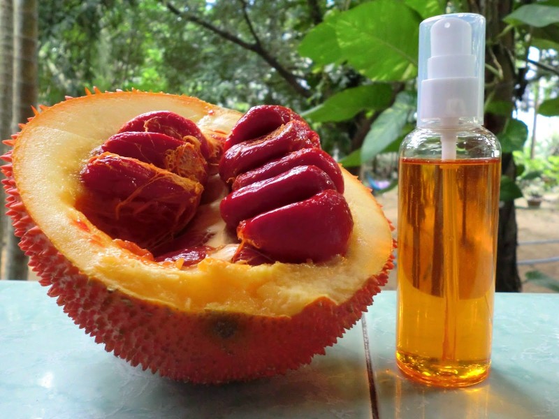 Top 20+ Công Dụng Của Hạt Gấc Trong Làm Đẹp Tổng hợp cách dùng hạt gấc ngâm trị nám hiệu quả 30 Dầu gấc có thể được ứng dụng để làm dung dịch tẩy trang