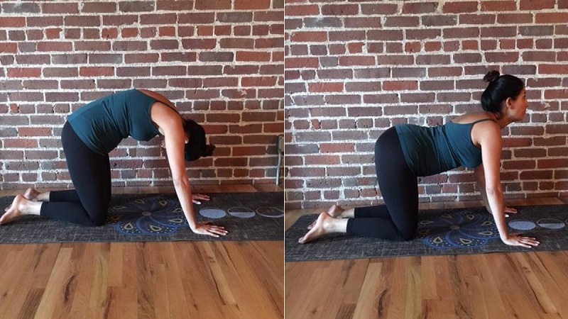 Bài tập yoga tư thế con mèo