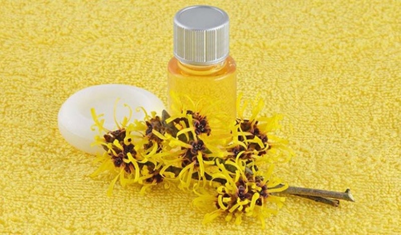 Nước cây phỉ có tác dụng bảo vệ da trước các tác nhân độc hại