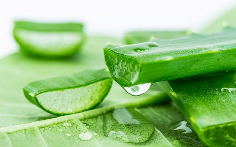 Nha đam mọng nước giúp trị mụn nhọt