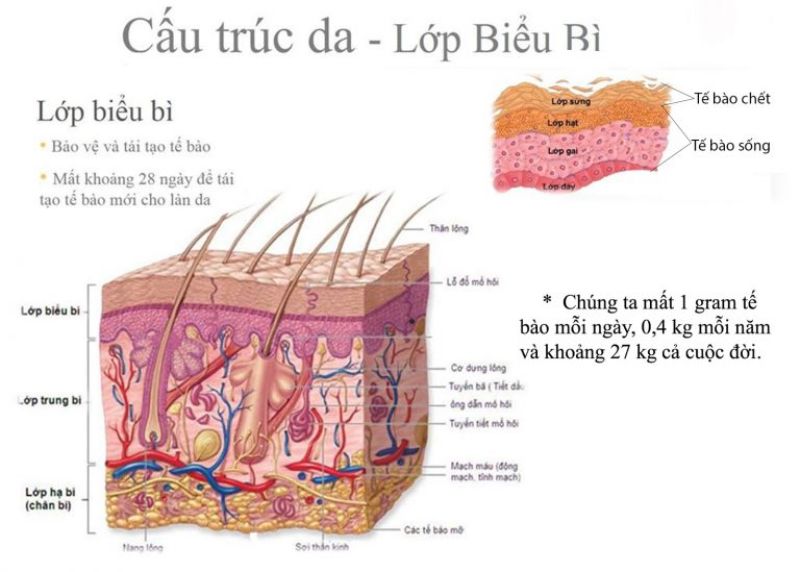 cấu tạo của da mặt - lớp thượng bì (biểu bì)