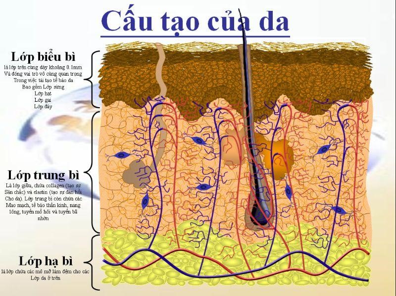 Da mặt có cấu tạo như thế nào?