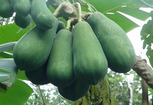 Đu đủ chín bao nhiêu calo?