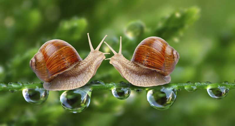 Dịch ốc sên có tác dụng làm đẹp cực kỳ hiệu quả mà không phải ai cũng biết