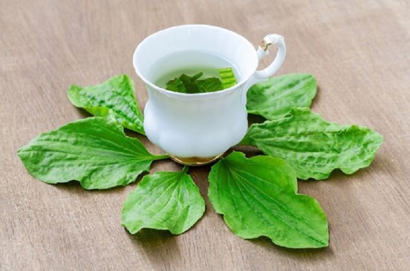 Top 20+ Cây Mã Đề Có Tác Dụng Chữa Bệnh Gì Cây mã đề trị mụn có tốt không? Những lưu ý khi sử dụng loại cây này? 20 Uống nước ép chuối để giải độc và loại bỏ mụn từ trong ra ngoài