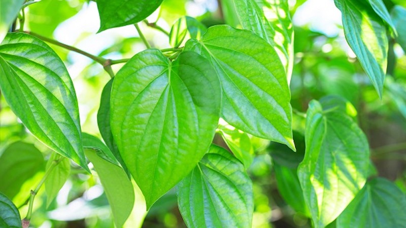 Phương pháp làm hồng nhũ hoa bằng lá trầu không