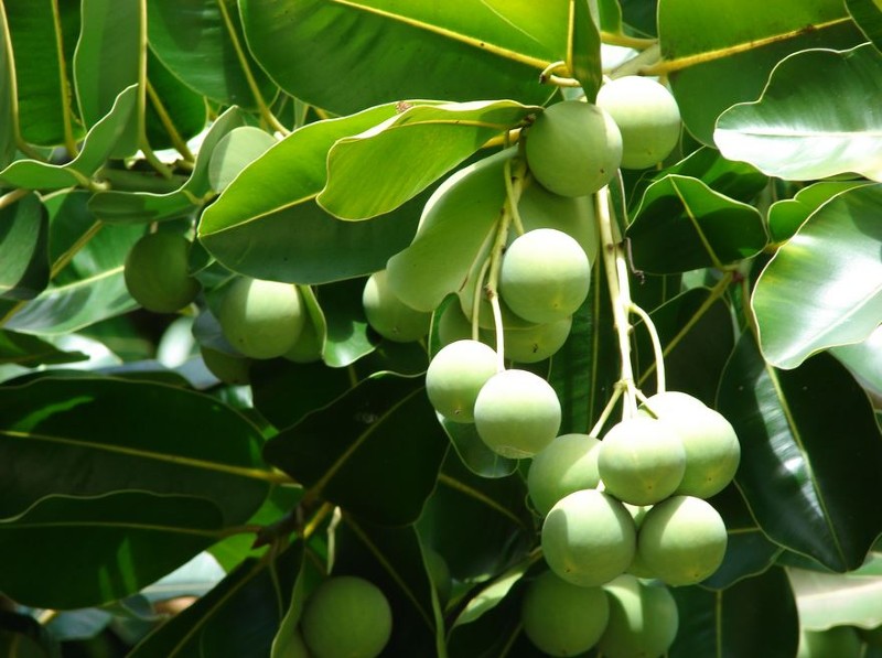 tác dụng của dầu mù u với da mặt