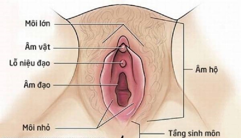 Công nghệ thu nhỏ môi bé, môi lớn bằng Laser