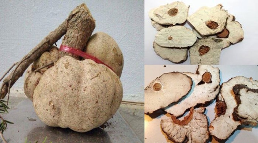 Hình ảnh nấm phục linh