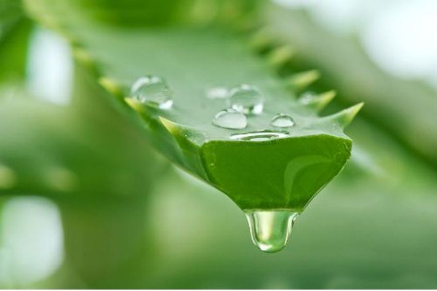 Trẻ hóa da với nha đam nguyên chất