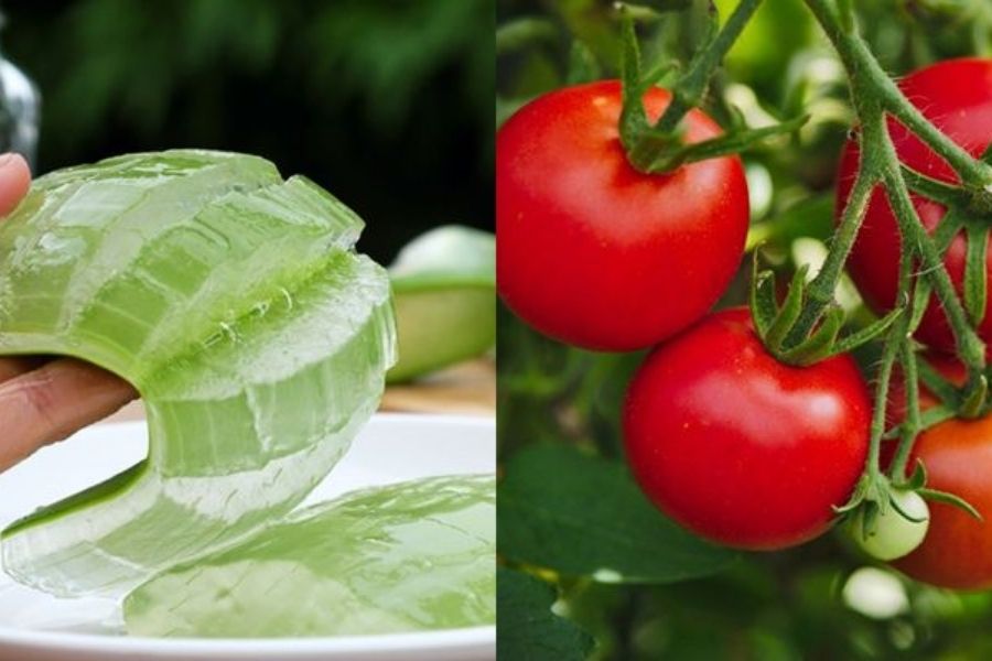 Nha đam và cà chua giúp da sáng mịn, rạng ngời