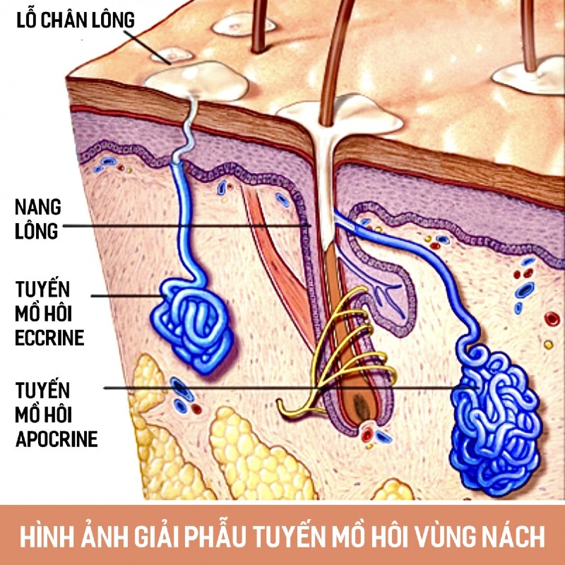Top 20+ Cách Trị Thâm Nách Tại Nhà Bằng Kem Đánh Răng Trị hôi nách bằng kem đánh răng có tốt? TOP 6 cách hiệu quả 34 Để điều trị dứt điểm tình trạng hôi nách thì phải có phương pháp ngăn chặn tăng tiết mồ hôi