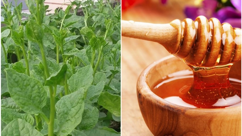 Top 20+ Cách Trị Mụn Đầu Đen Bằng Rau Mồng Tơi 5 cách trị nám da bằng rau mồng tơi có HIỆU QUẢ CAO 24 Trị Nám Da Tại Nhà Với Rau Bina Và Mật Ong