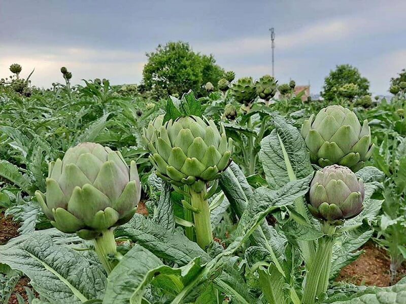 Bông Atiso làm mát gan và lợi tiểu