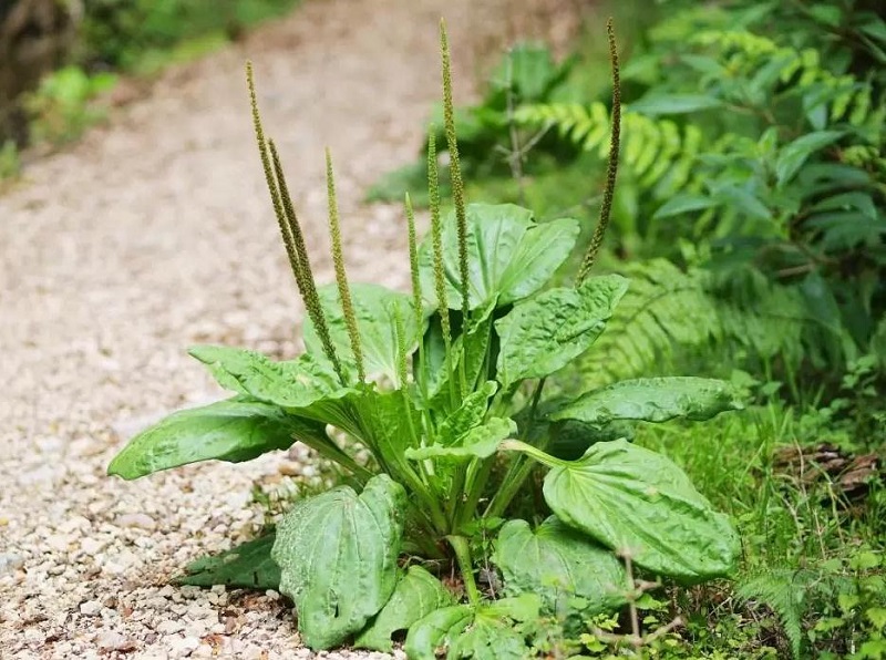 Cây Mã Đề ngăn ngừa và cải thiện các bệnh về gan